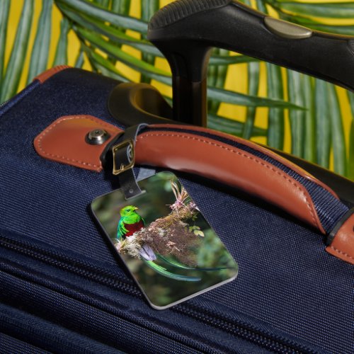 Resplendent Quetzal in the Cloud Forest Luggage Tag