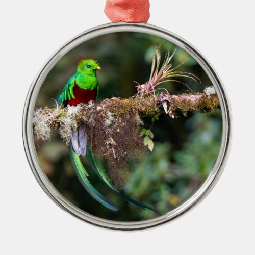 Resplendent Quetzal in the Cloud Forest Metal Ornament