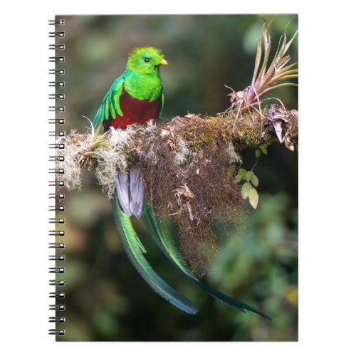 Resplendent Quetzal in the Cloud Forest Notebook
