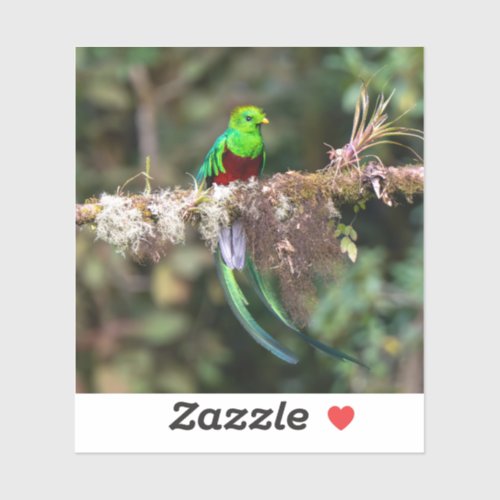 Resplendent Quetzal in the Cloud Forest Sticker