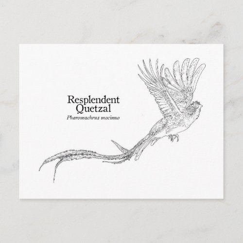 Resplendent Quetzal Postcard