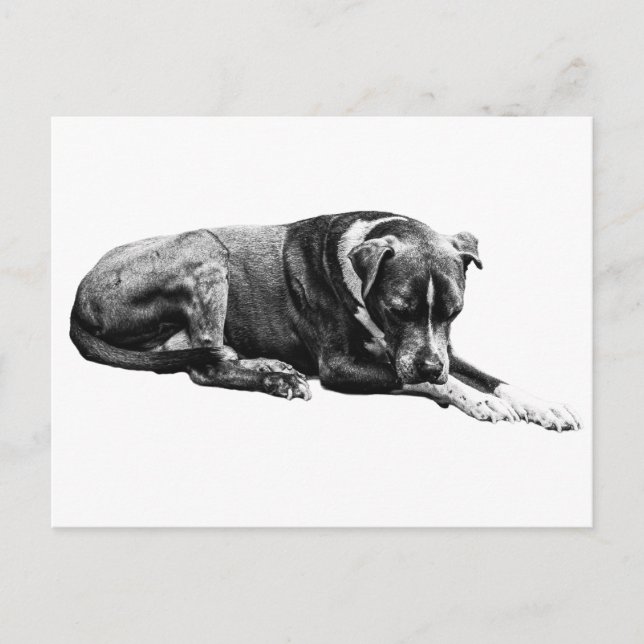 Rest Pose Dog Postcard (Front)