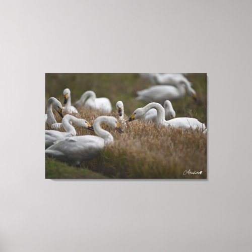 Restaurant  of the tundra swan canvas print