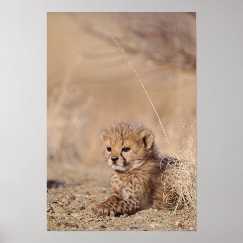 Resting 41 days old male cub Namibia Poster