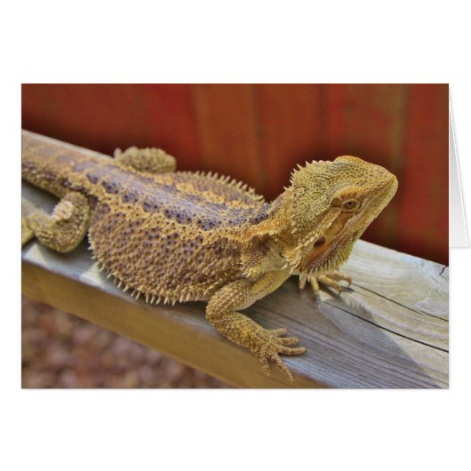 Resting Bearded Dragon 2 Cards (Front Horizontal)