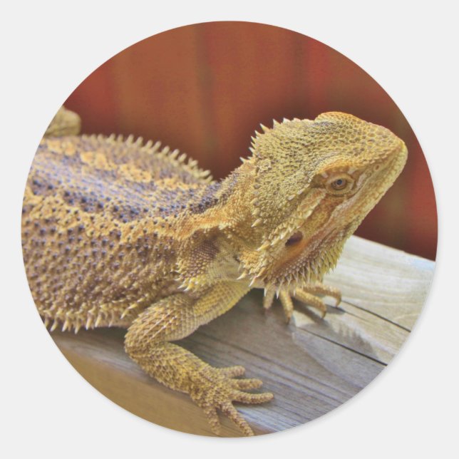 Resting Bearded Dragon 2 Classic Round Sticker (Front)