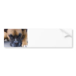 Resting Boxer Dog Bumper Stickers