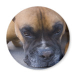 Resting Boxer Dog Magnet