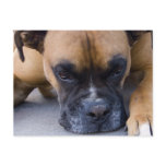Resting Boxer Dog Postcard