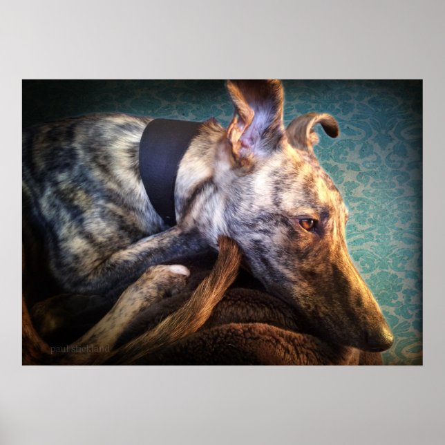 Resting Brindled Lurcher Sight Hound Poster (Front)
