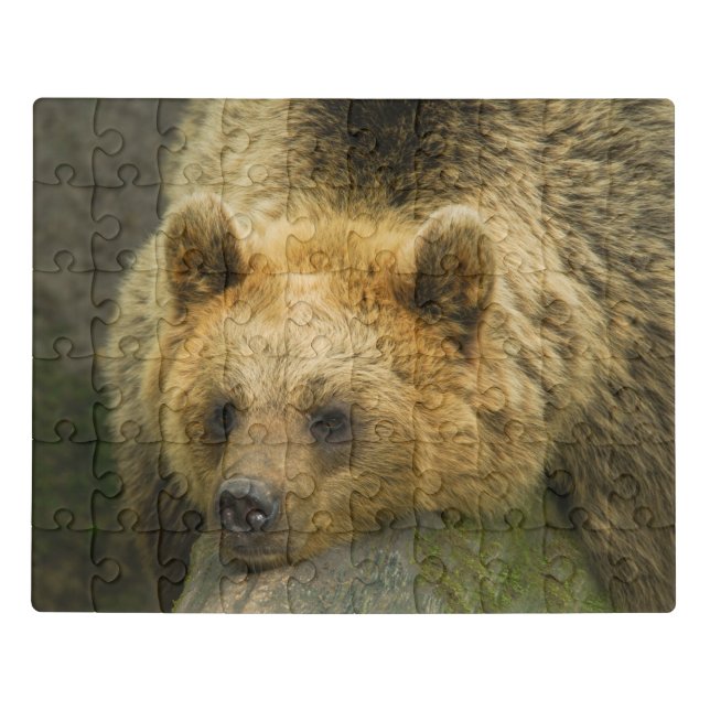 Resting Brown Bear  Jigsaw Puzzle (Puzzle Horizontal)