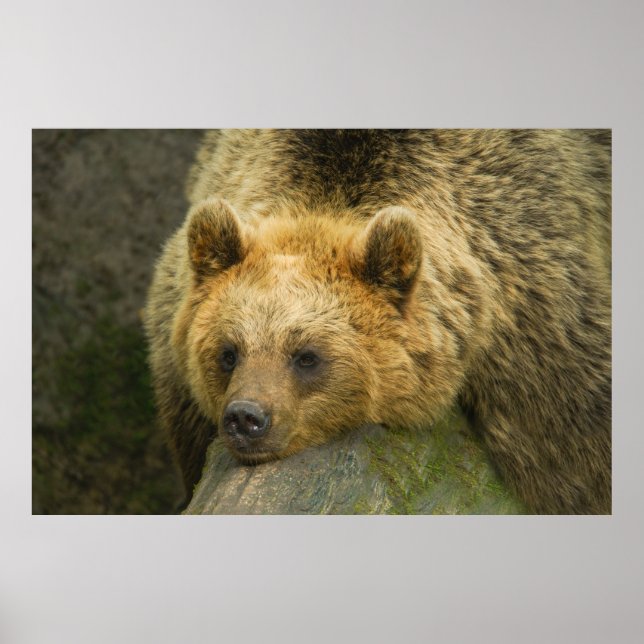 Resting Brown Bear  Poster (Front)