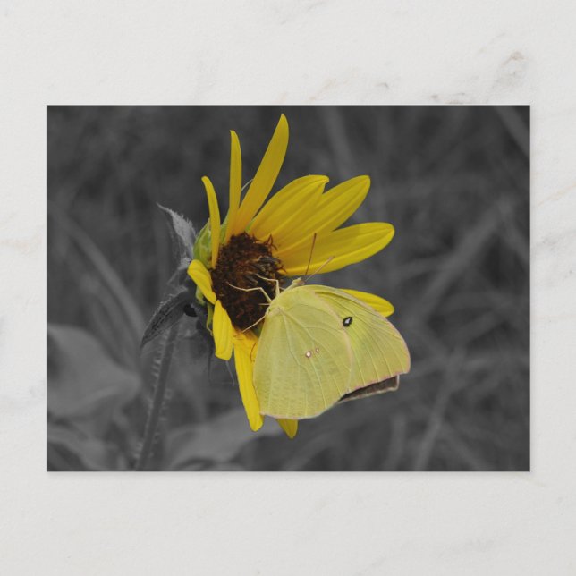 Resting Butterfly Postcard (Front)