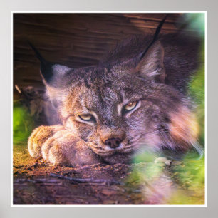 Resting Canada Lynx Wildlife Portrait Print Poster