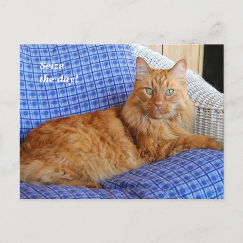 Resting Cat Post Card