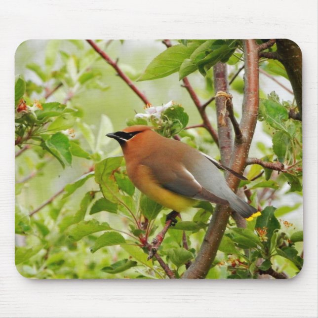 Resting Cedar Waxwing Mouse Pad (Front)