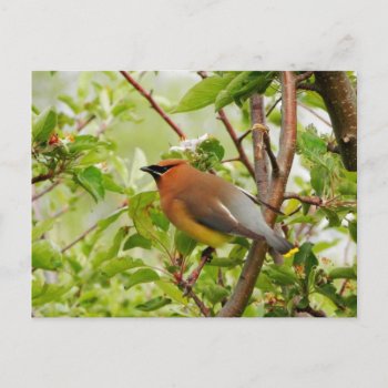Resting Cedar Waxwing Postcard by Zinvolle at Zazzle