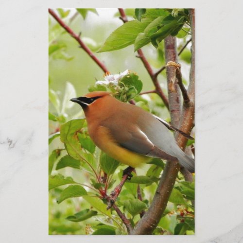 Resting Cedar Waxwing Stationery