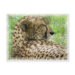 Resting Cheetah Postcard