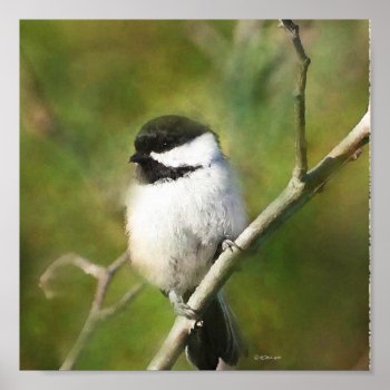 Resting Chickadee - Etsy Poster by William63 at Zazzle