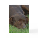 Resting Chocolate Lab Greeting Cards