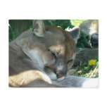 Resting Cougar Postcard