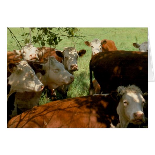 Resting Cows Cards (Front Horizontal)
