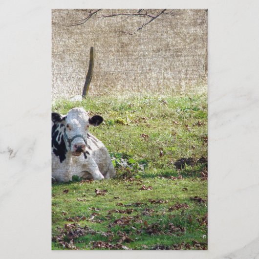 Resting Dairy Cow (Front)