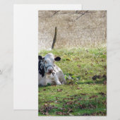 Resting Dairy Cow (Front/Back)