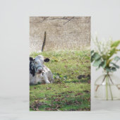 Resting Dairy Cow (Standing Front)