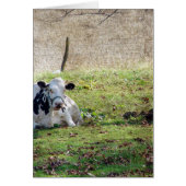 Resting Dairy Cow (Front)