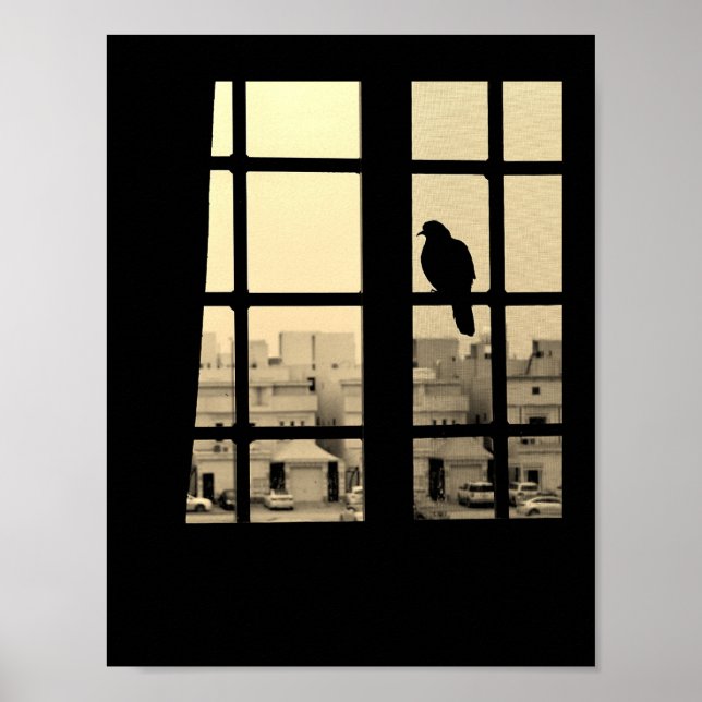 Resting Dove  Poster (Front)