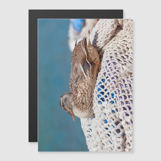 Resting Duck (Front/Back)