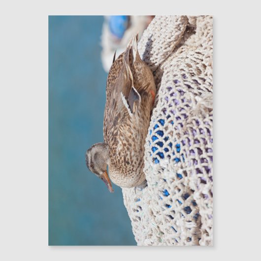 Resting Duck (Front)