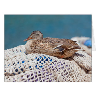 Resting Duck