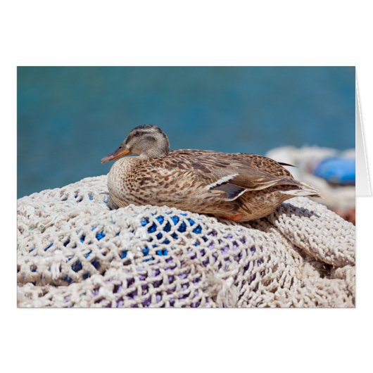 Resting Duck (Front Horizontal)