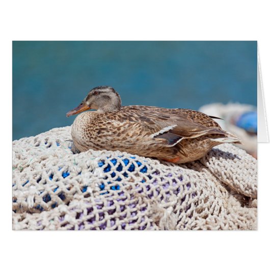 Resting Duck Cards (Front Horizontal)