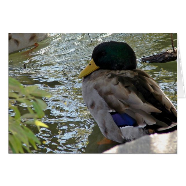 Resting Duck Cards (Front Horizontal)