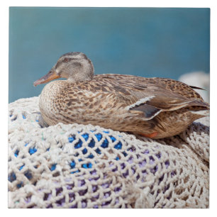 Resting Duck Ceramic Tile