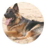 Resting German Shepherd Dog Sticker