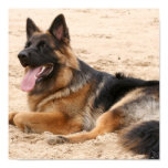 Resting German Shepherd Print