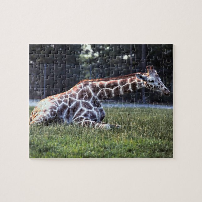 Resting Giraffe Jigsaw Puzzle (Horizontal)