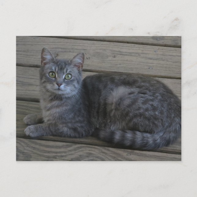 Resting Gray Cat Postcard (Front)