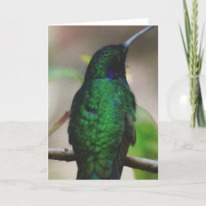 Resting green hummingbird (Oil Painting) card