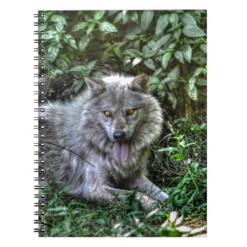 Resting Grey Wolf 3 Wildlife Gift Notebook