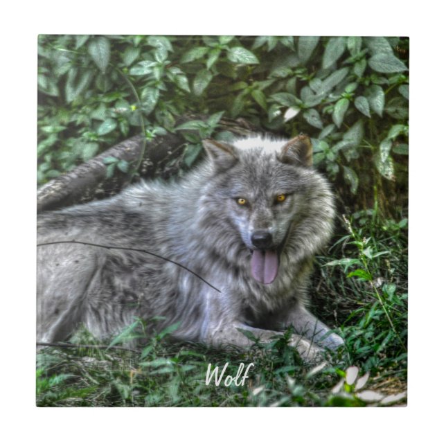 Resting Grey Wolf 3 Wildlife Gift Tile (Front)
