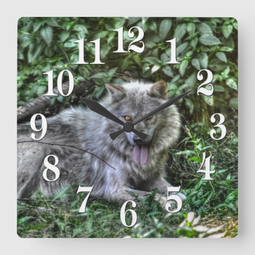 Resting Grey Wolf Wildlife Clock