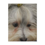 Resting Havanese Dog Postcard
