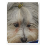 Resting Havanese Dog Temporary Tattoos