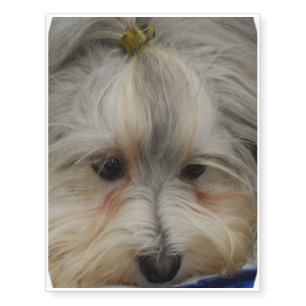 Resting Havanese Dog Temporary Tattoos